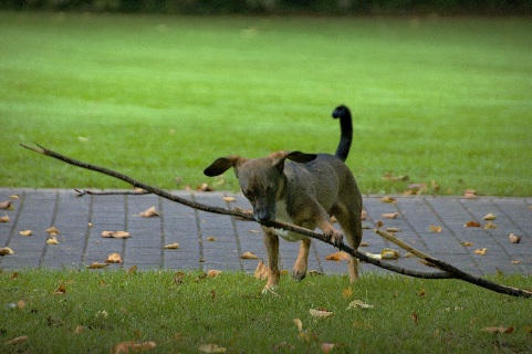 Hundewiese Eickhorst